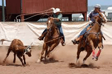 Roping A Calf