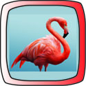 vermilion bird button